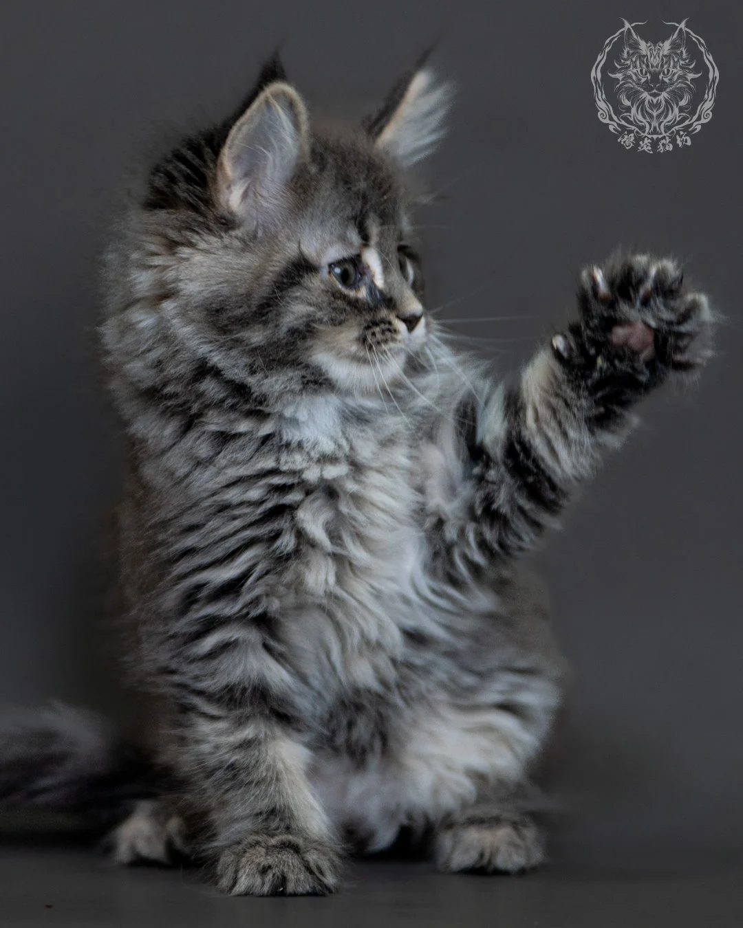 藍銀虎斑 Blue Silver Tabby Maine Coon 2months 4