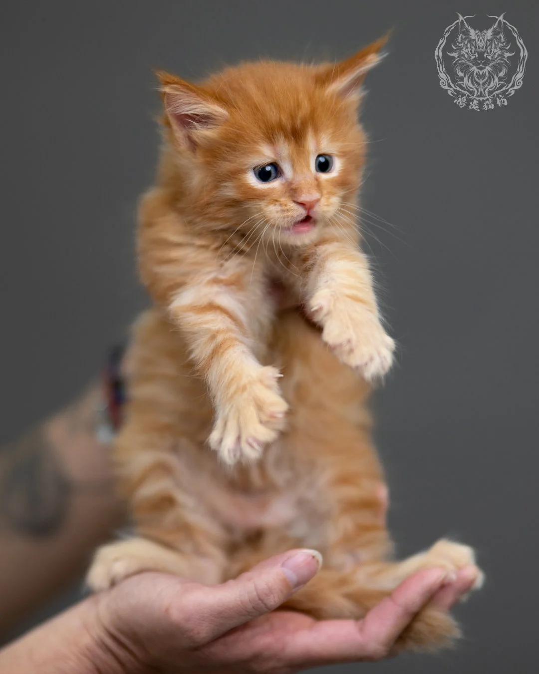 紅虎斑 Red Tabby Maine Coon 4weeks 8