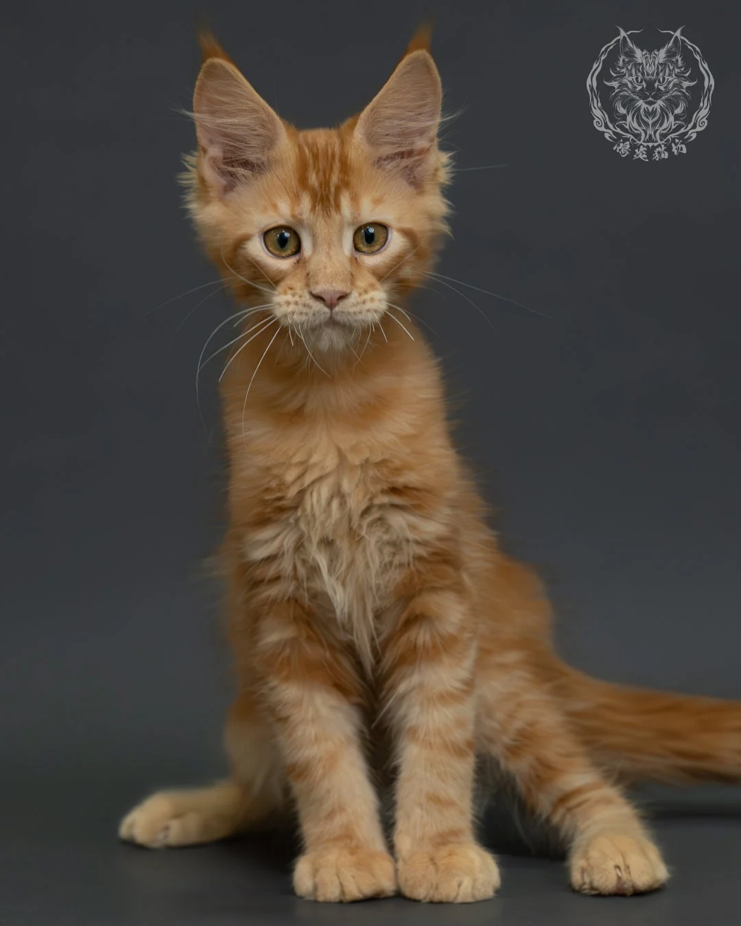 紅虎斑緬因貓 3