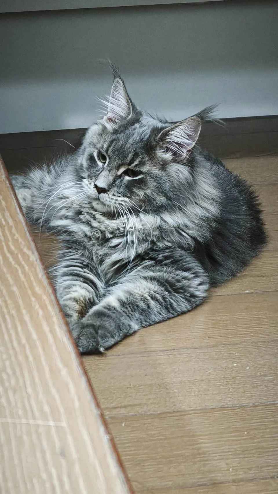 藍虎斑緬因貓巧虎側面輪廓，毛量自然蓬鬆，姿態放鬆。