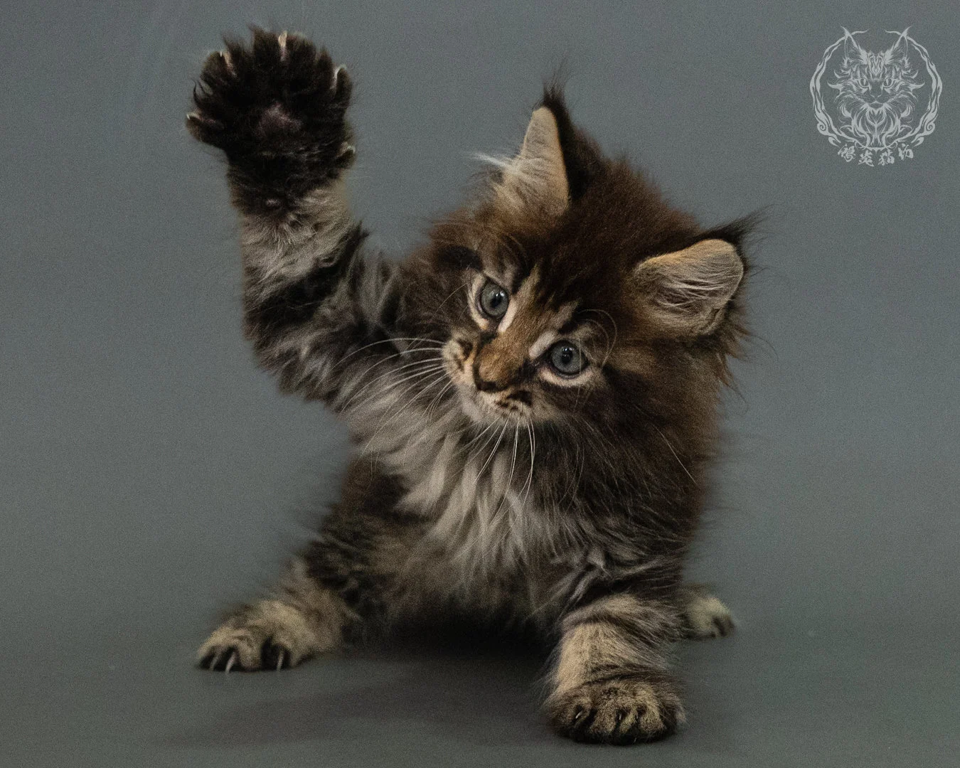 棕虎斑 Brown Tabby Maine Coon 2months 18