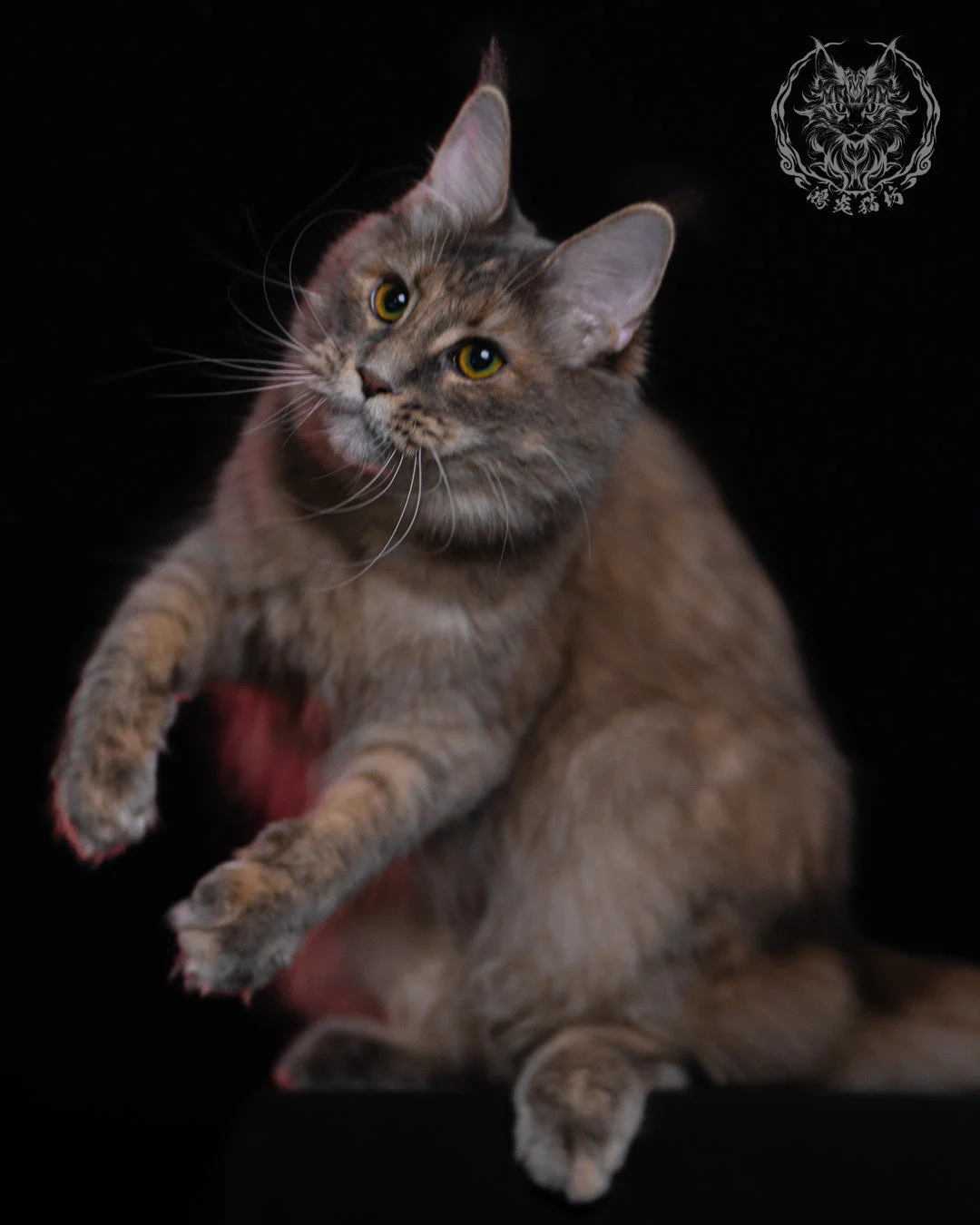 藍乳煙玳帽緬因貓 11 個月雙手前伸的玩耍動態，圓潤眼神與柔軟毛量讓整體畫面充滿靈動感，是緬因貓自然行為的紀錄照。