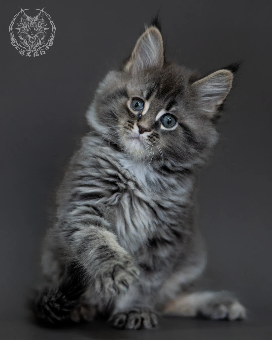 藍銀虎斑 Blue Silver Tabby Maine Coon 2months 12