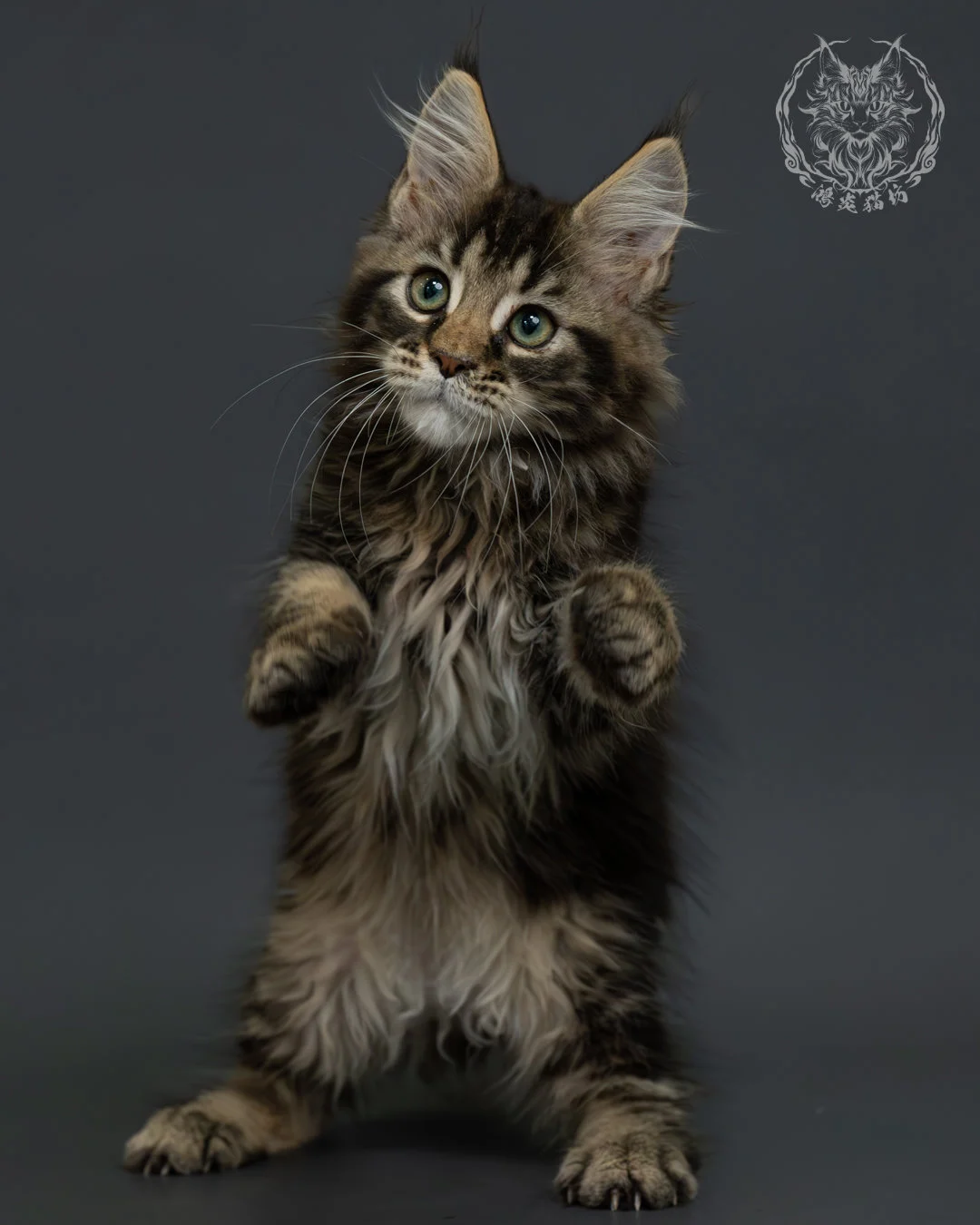 棕虎斑緬因貓 1