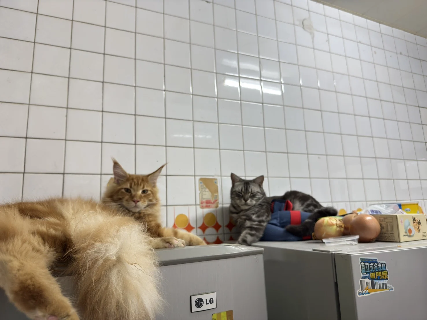 紅虎斑緬因貓小虎與哥哥一起躺著休息，展現良好的多貓互動關係。