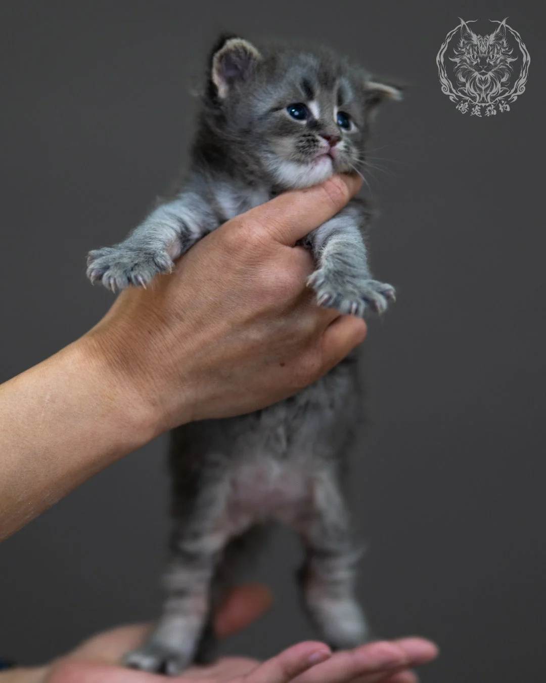 藍銀虎斑 Blue Silver Tabby Maine Coon 4weeks 9