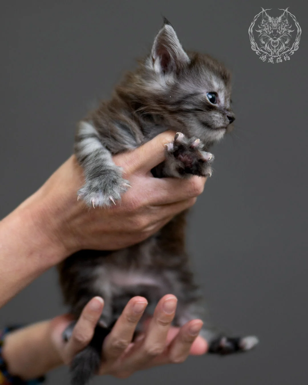 黑銀虎斑 Black Silver Tabby Maine Coon 4weeks 8