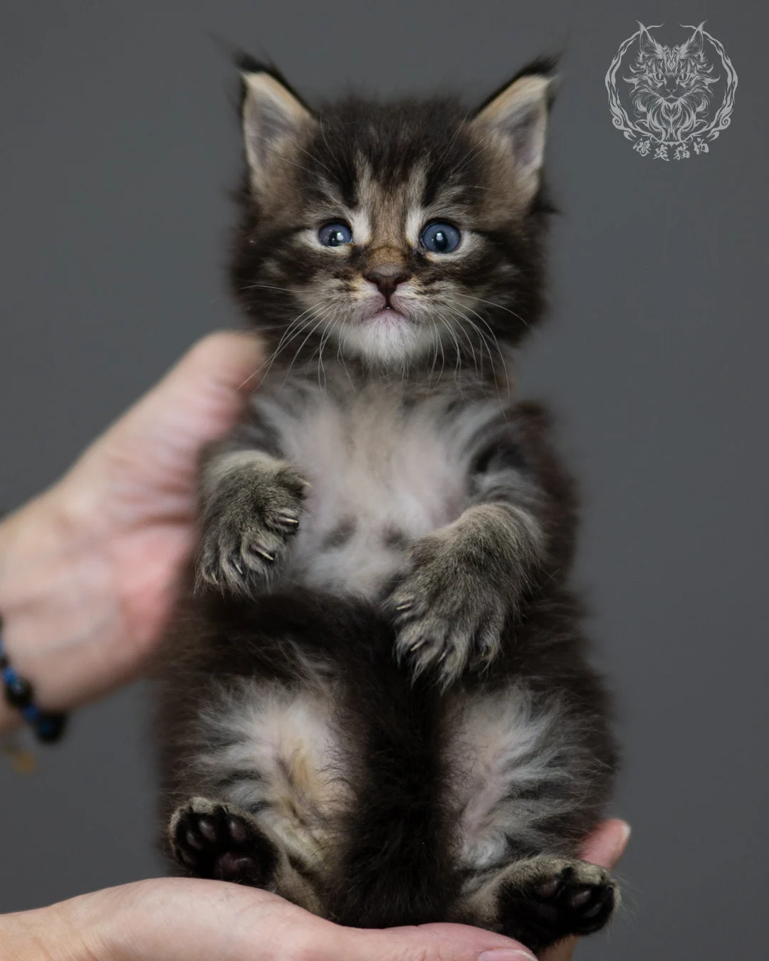黑棕虎斑 Black Brown Tabby Maine Coon 4weeks 1