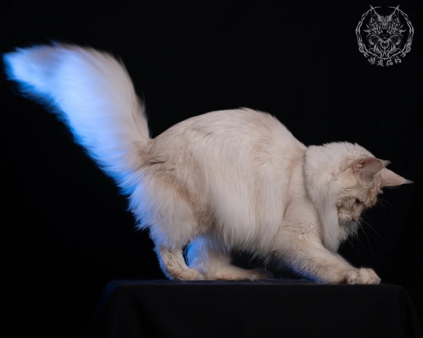 乳高煙緬因貓 Cream High Smoke Maine Coon 9months 40