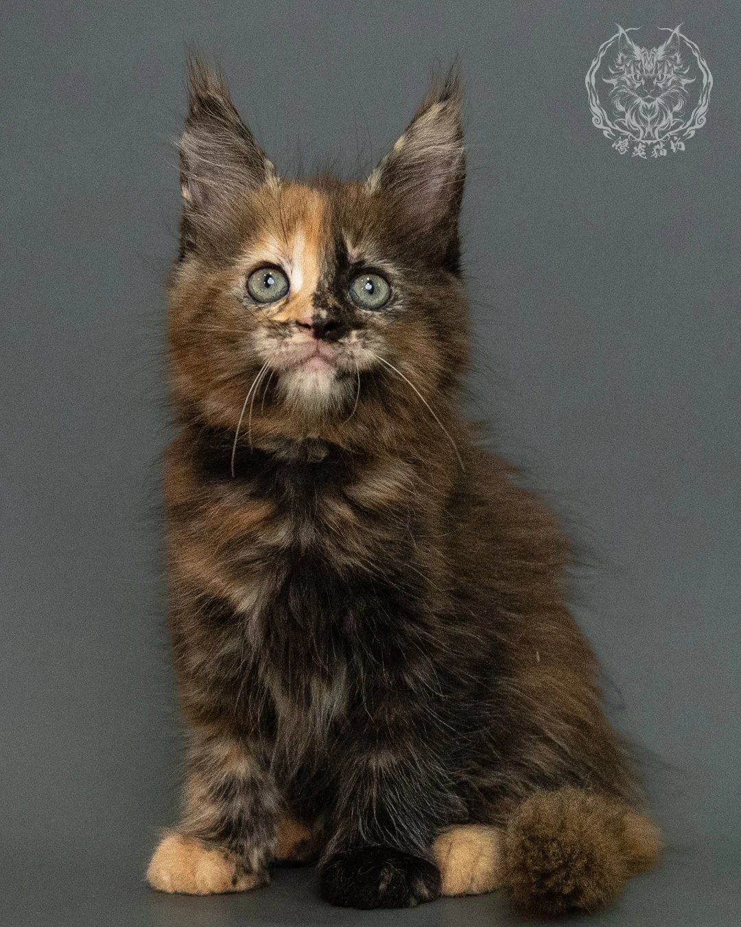 玳帽 Tortie Maine Coon 2months 7
