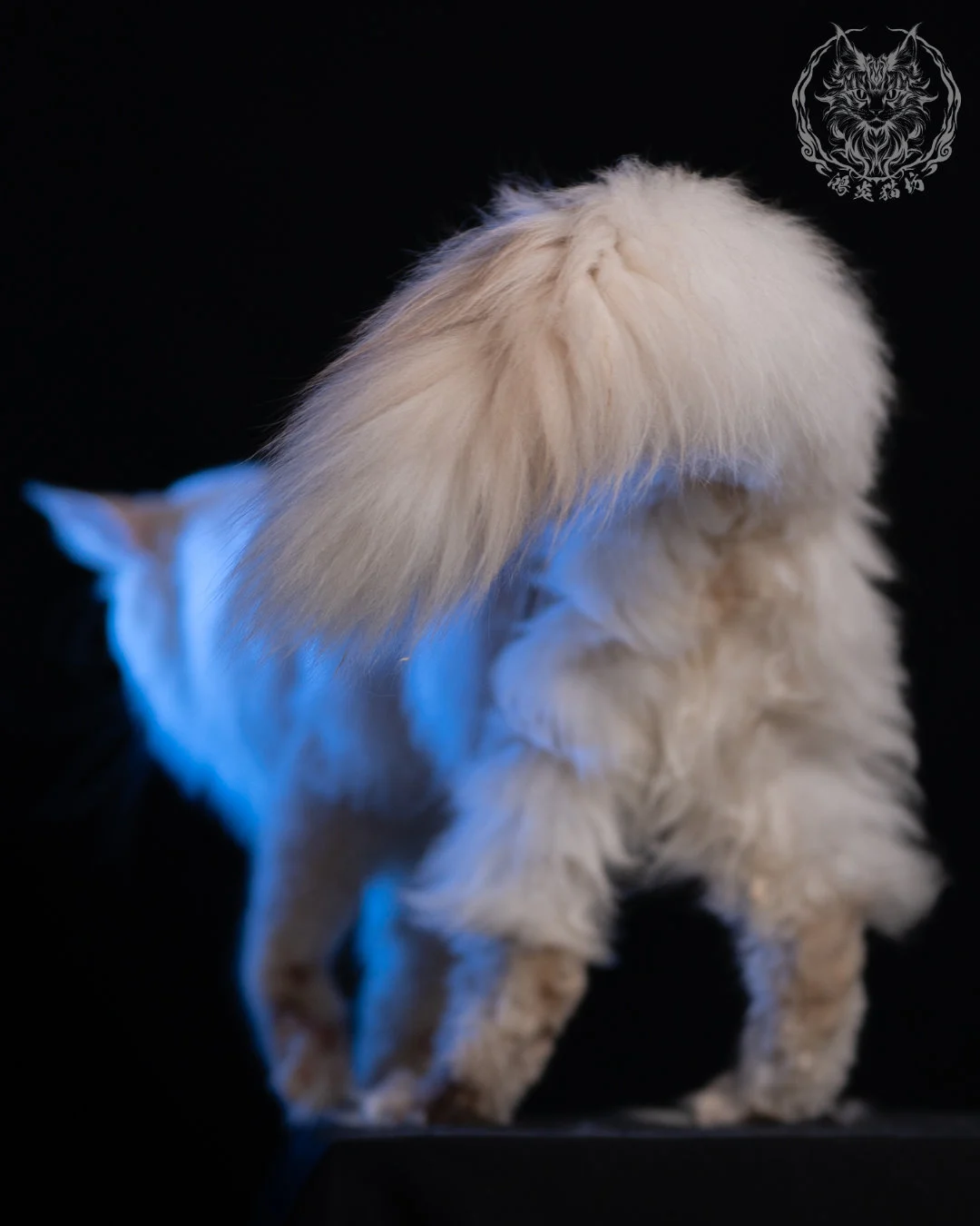 乳高煙緬因貓 Cream High Smoke Maine Coon 9months 16