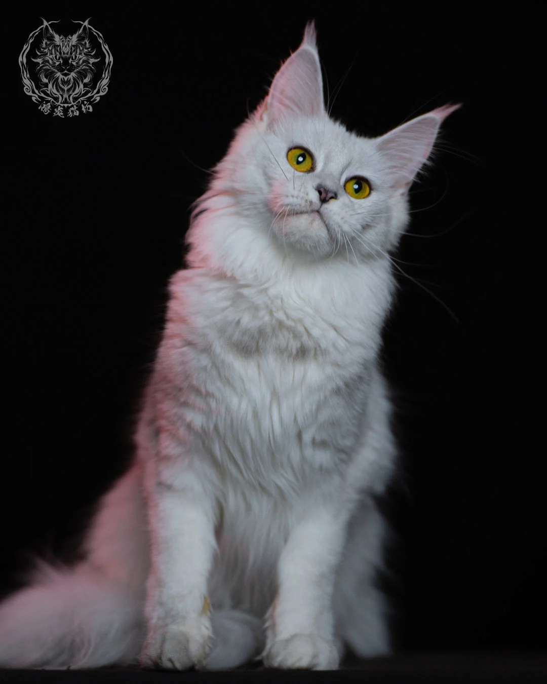 黑銀陰影緬因貓 Black Silver Shaded Maine Coon 1year 6