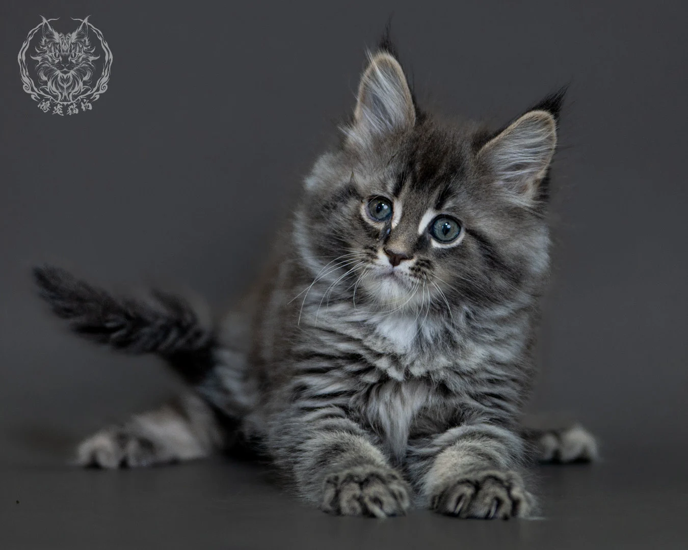 藍銀虎斑 Blue Silver Tabby Maine Coon 2months 20