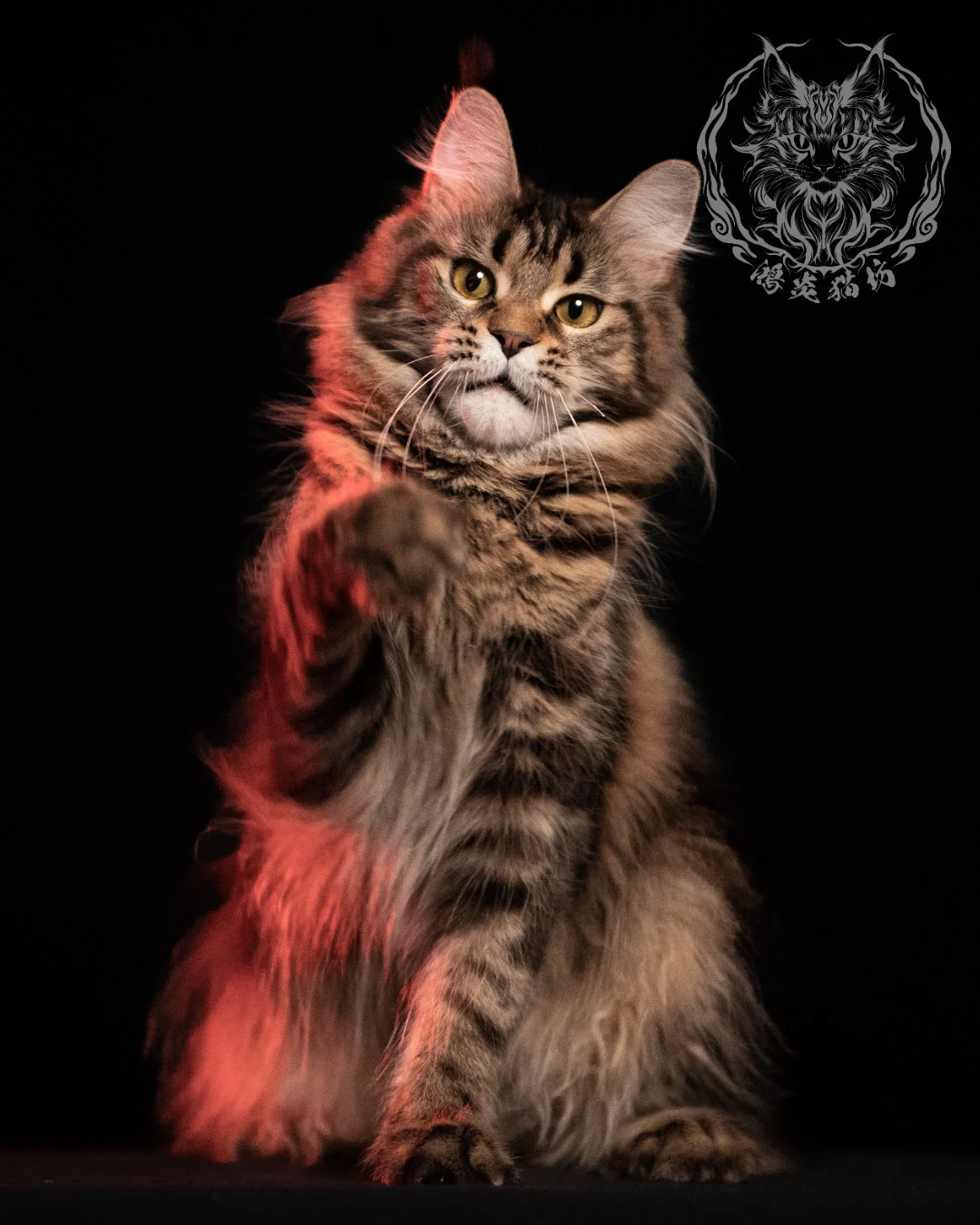 黑棕虎斑緬因貓