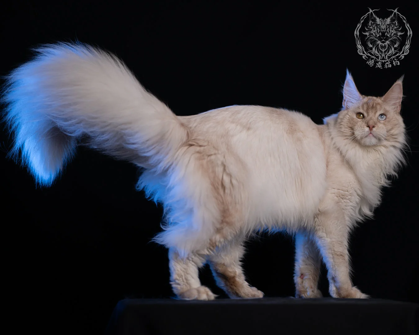 乳高煙緬因貓 Cream High Smoke Maine Coon 9months 37