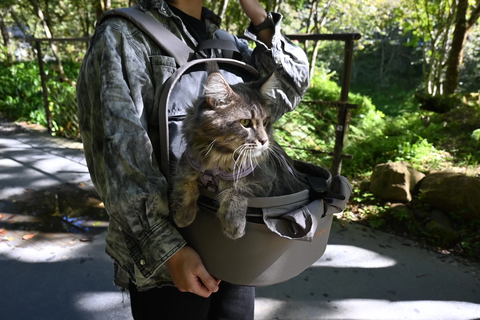 藍銀虎斑緬因貓10個月紀錄