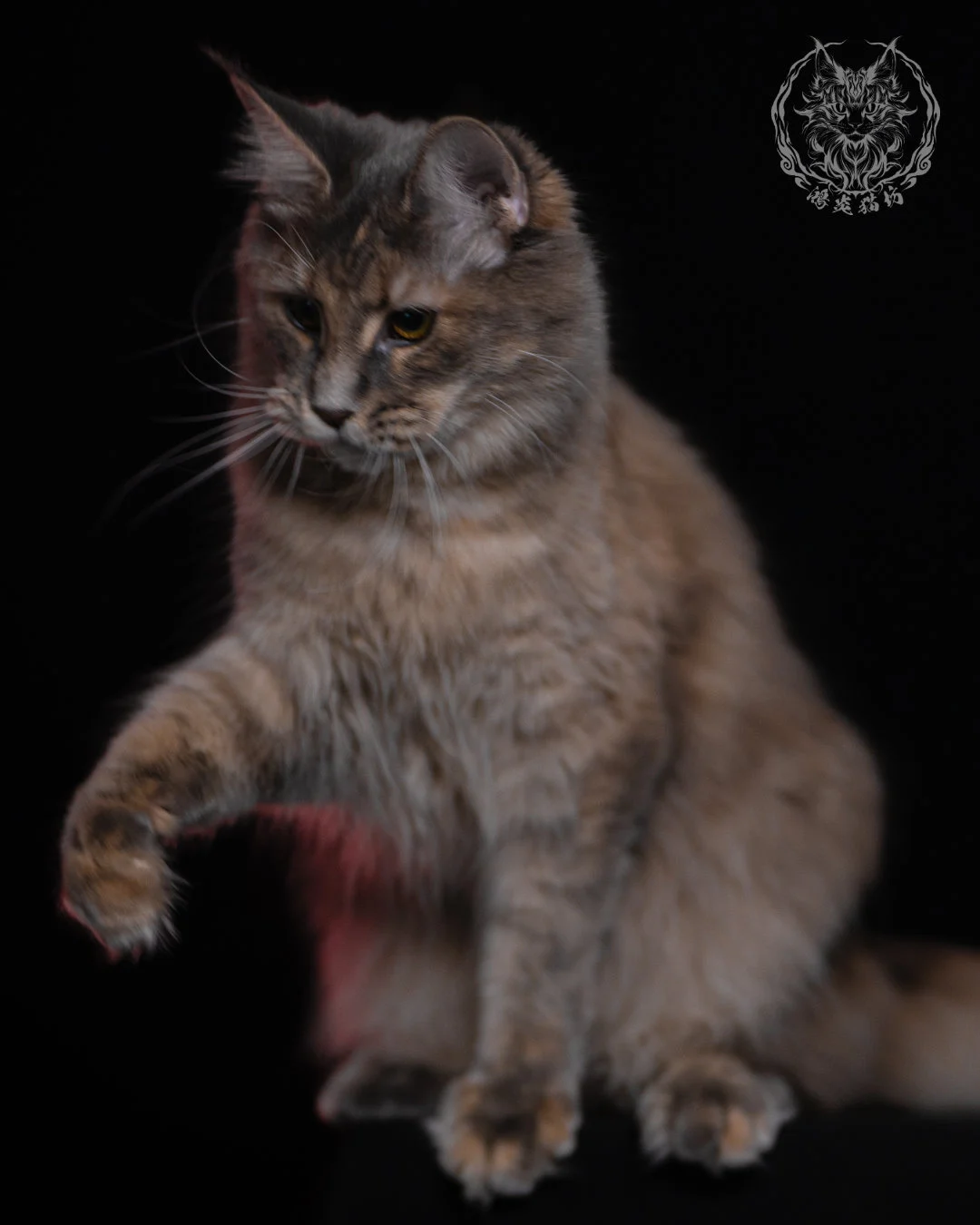 藍乳煙玳帽緬因貓 11 個月平衡腳步的前伸爪姿勢，毛色柔和、層次分明，是成貓活潑互動的自然紀錄。