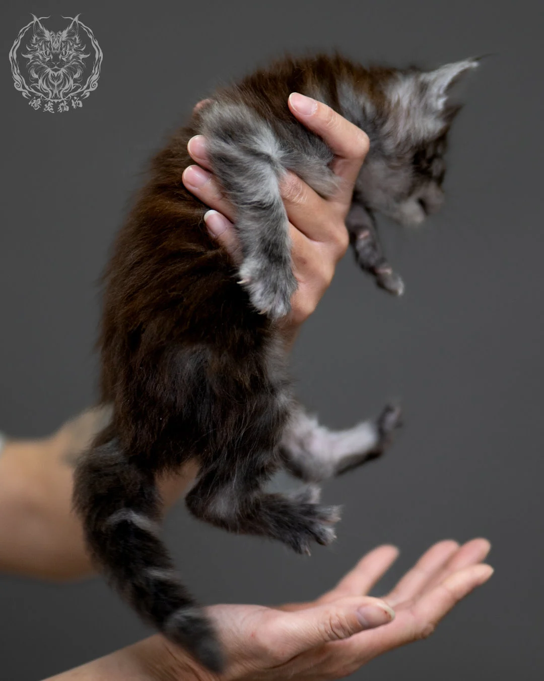 黑銀虎斑 Black Silver Tabby Maine Coon 4weeks 10