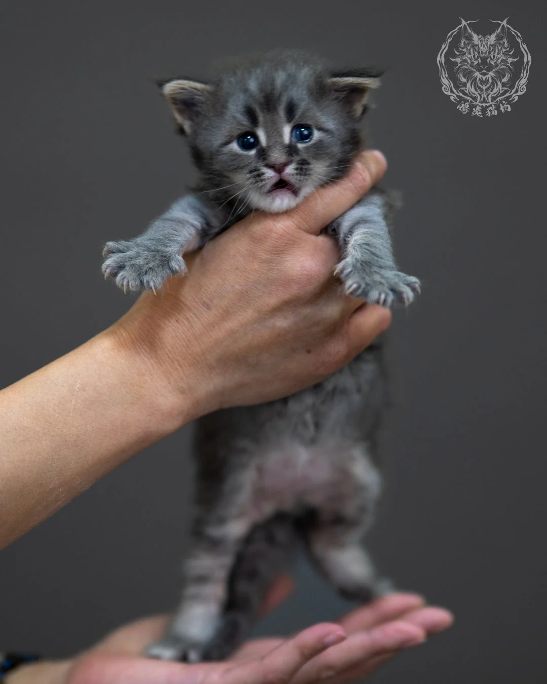 藍銀虎斑 Blue Silver Tabby Maine Coon 4weeks 8