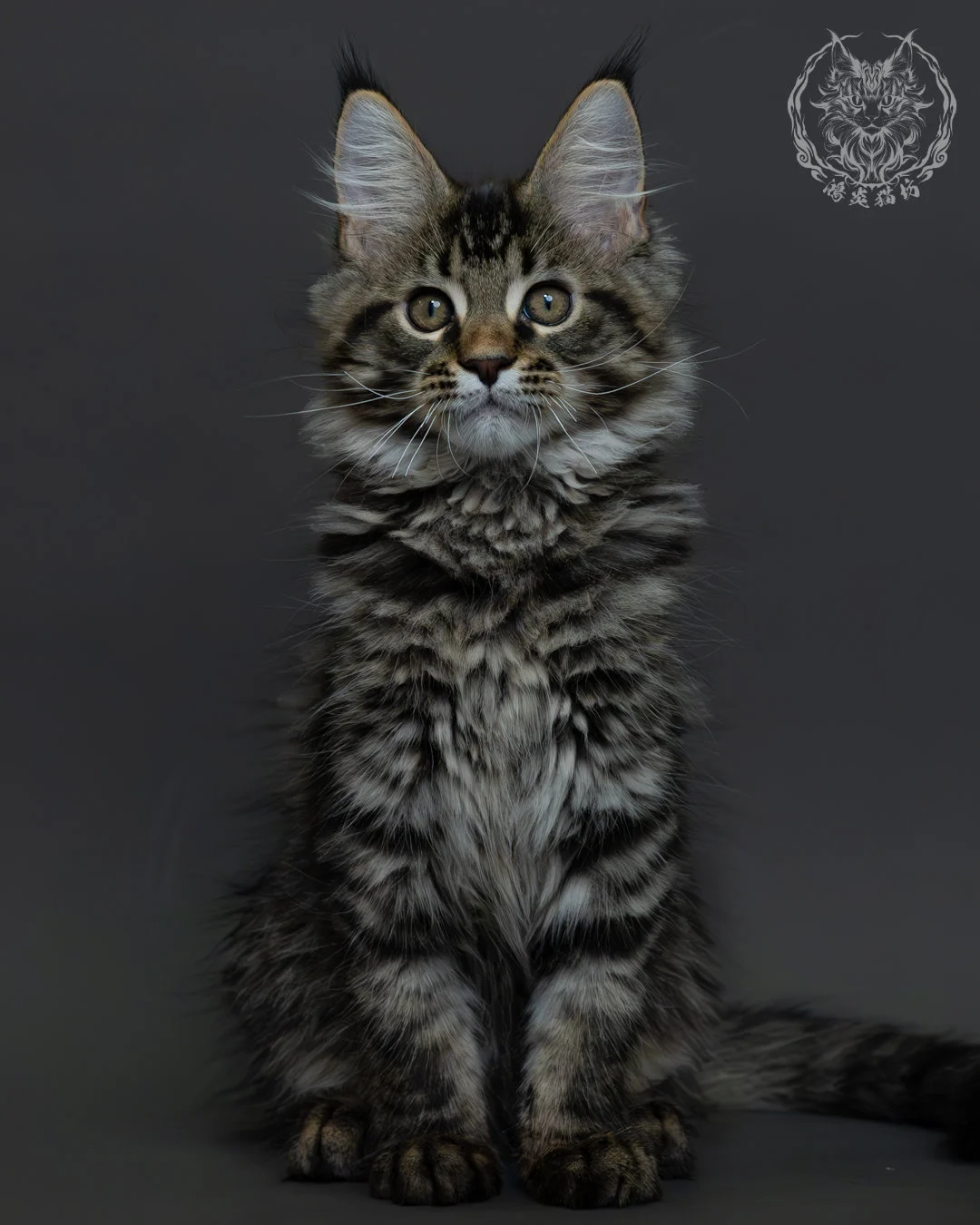 黑棕虎斑緬因貓 2