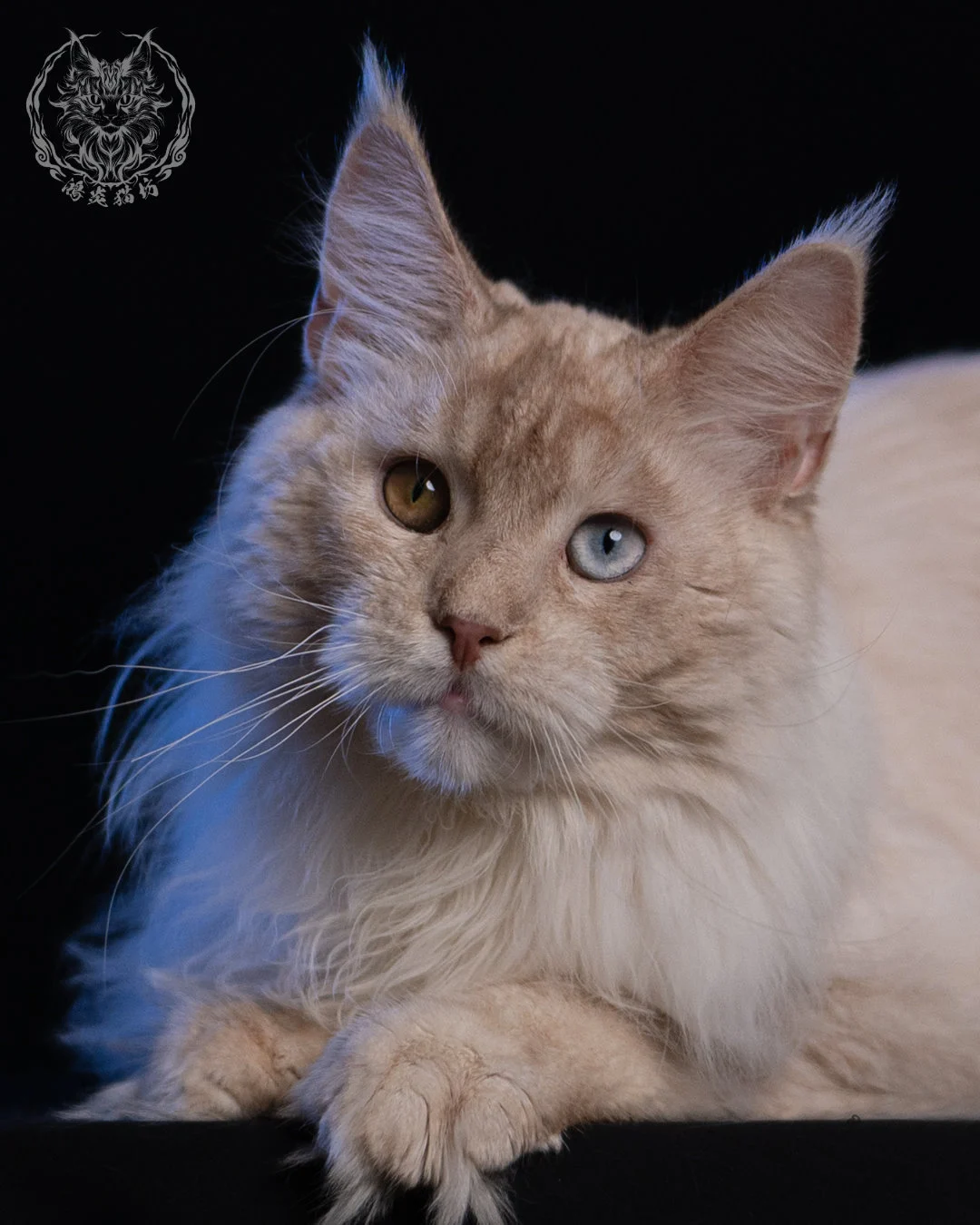 乳高煙緬因貓 Cream High Smoke Maine Coon 9months 15