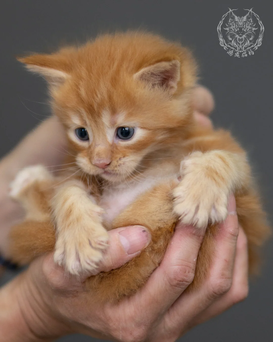 紅虎斑 Red Tabby Maine Coon 4weeks 4