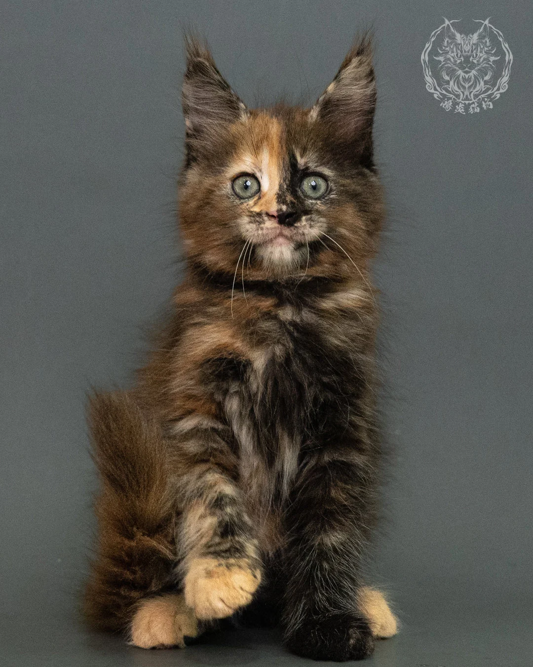玳帽 Tortie Maine Coon 2months 11