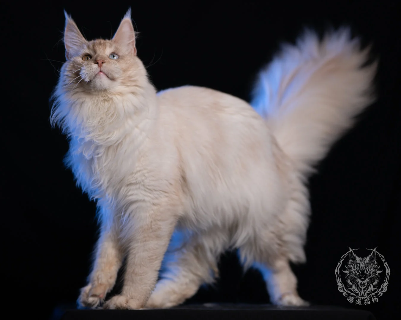 乳高煙緬因貓 Cream High Smoke Maine Coon 9months 39