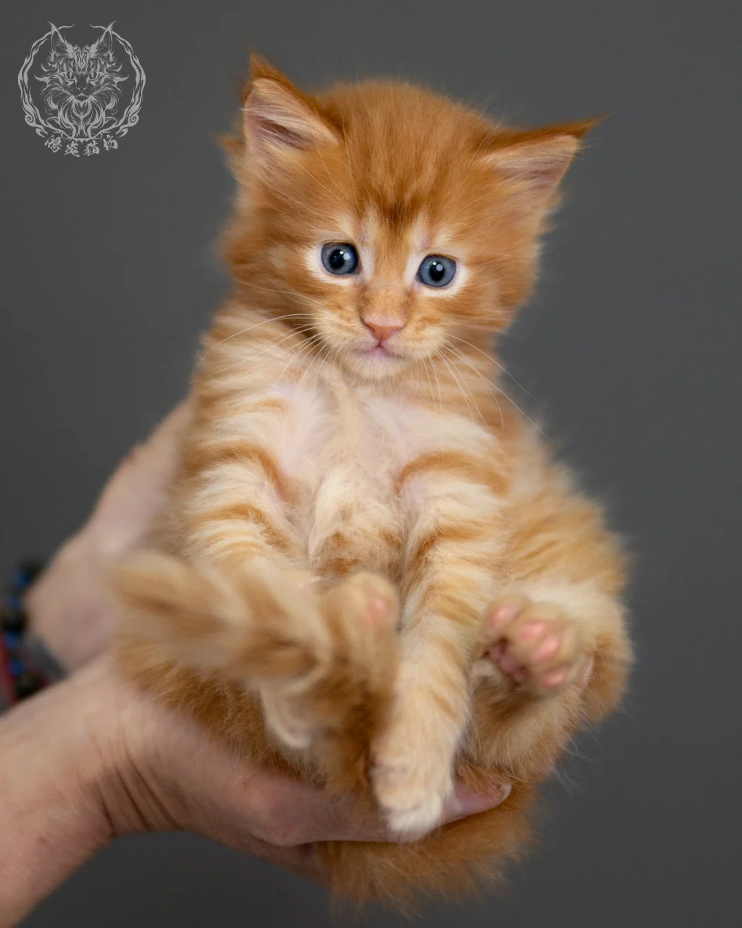 紅虎斑 Red Tabby Maine Coon 4weeks 12
