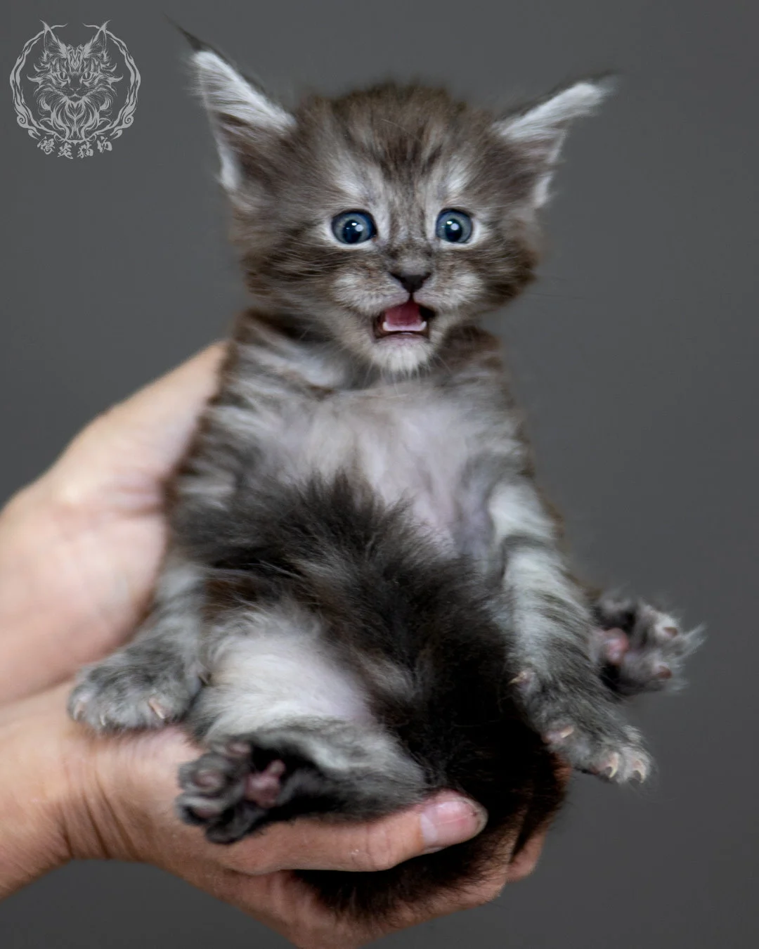 黑銀虎斑 Black Silver Tabby Maine Coon 4weeks 15