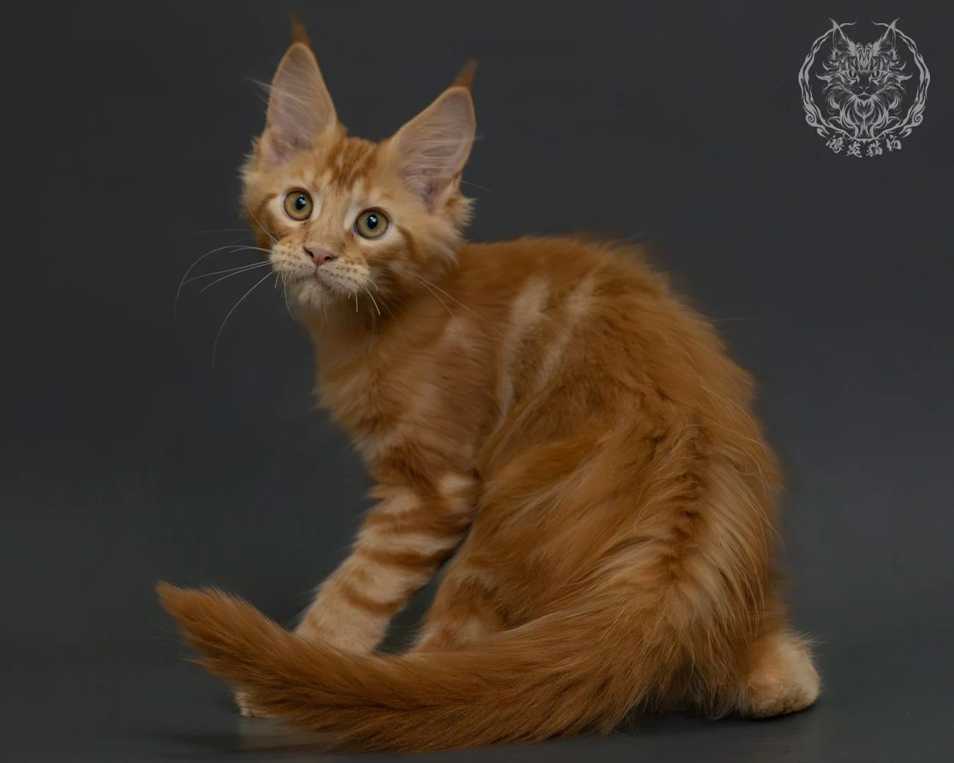 紅虎斑緬因貓 11