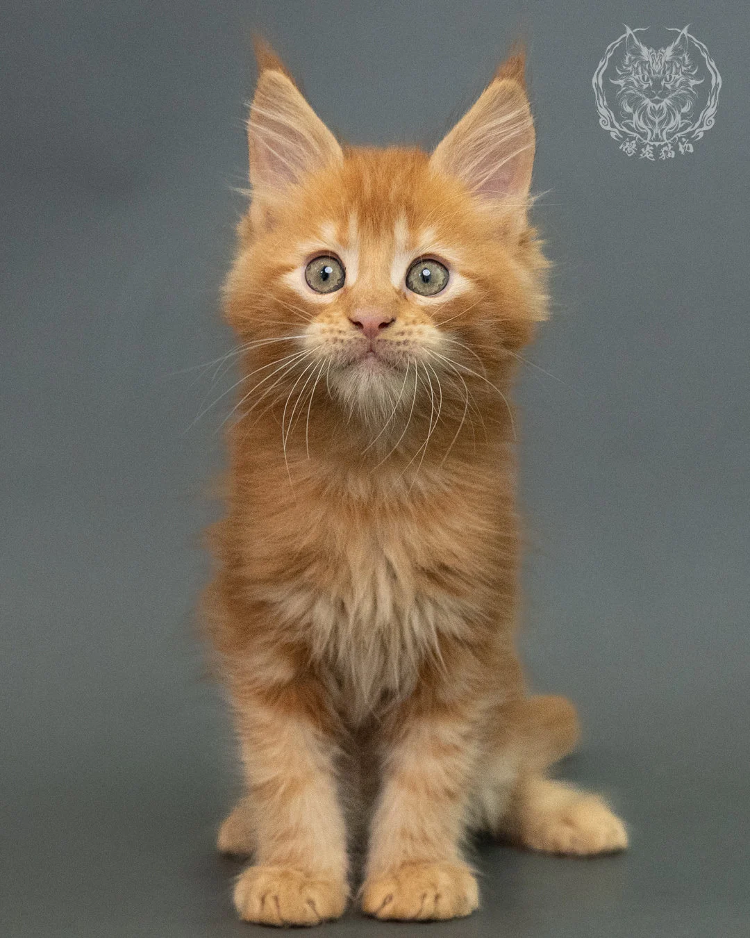 紅虎斑 Red Tabby Maine Coon 2months 4