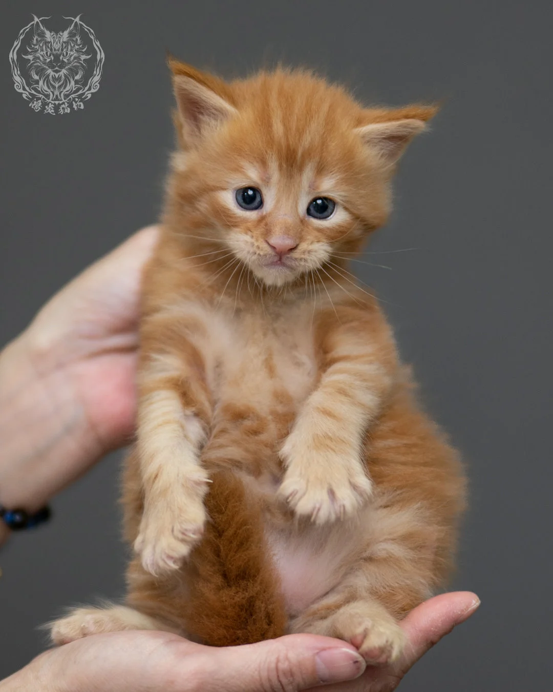 紅虎斑 Red Tabby Maine Coon 4weeks 8