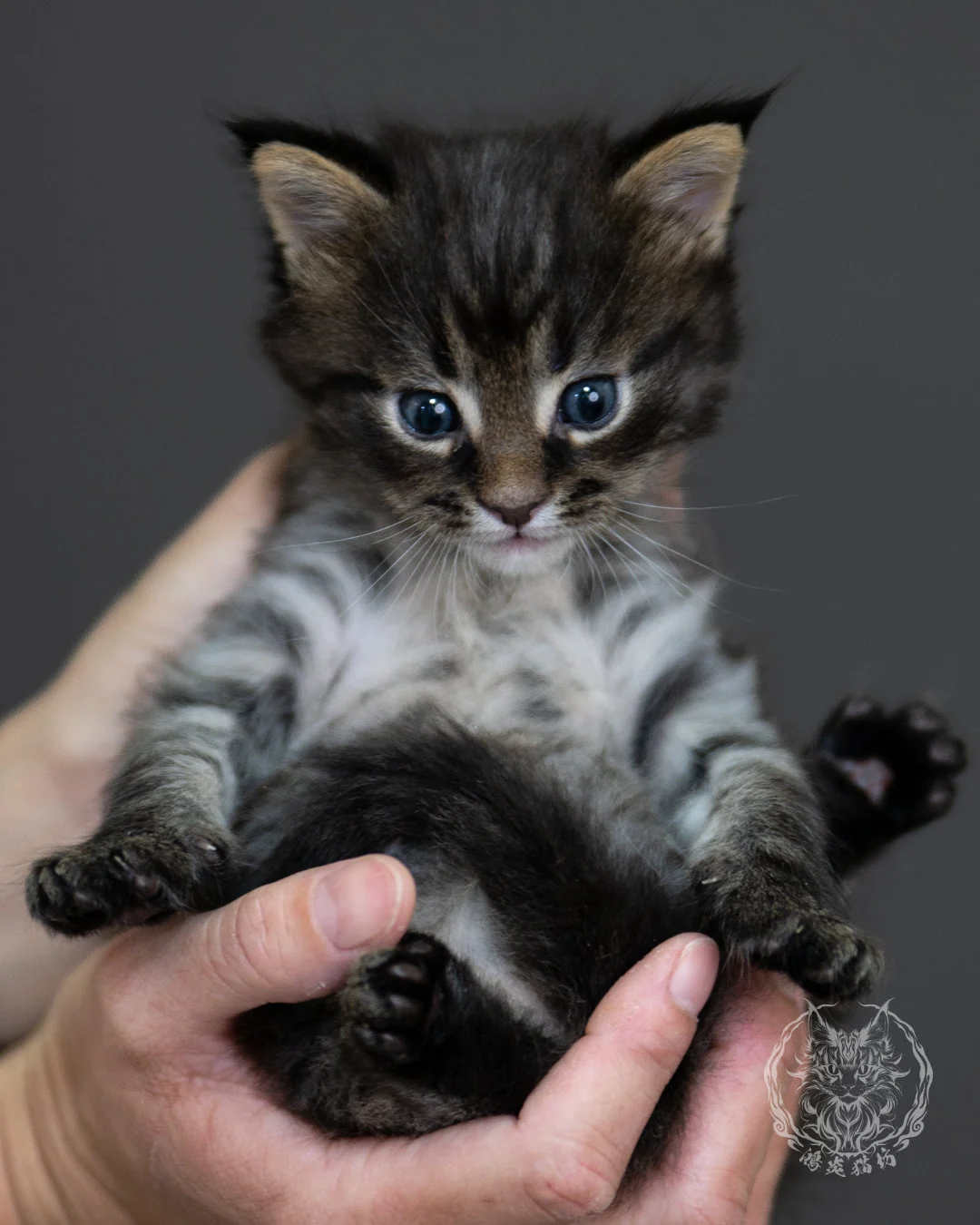 黑棕虎斑 Black Brown Tabby Maine Coon 4weeks 9
