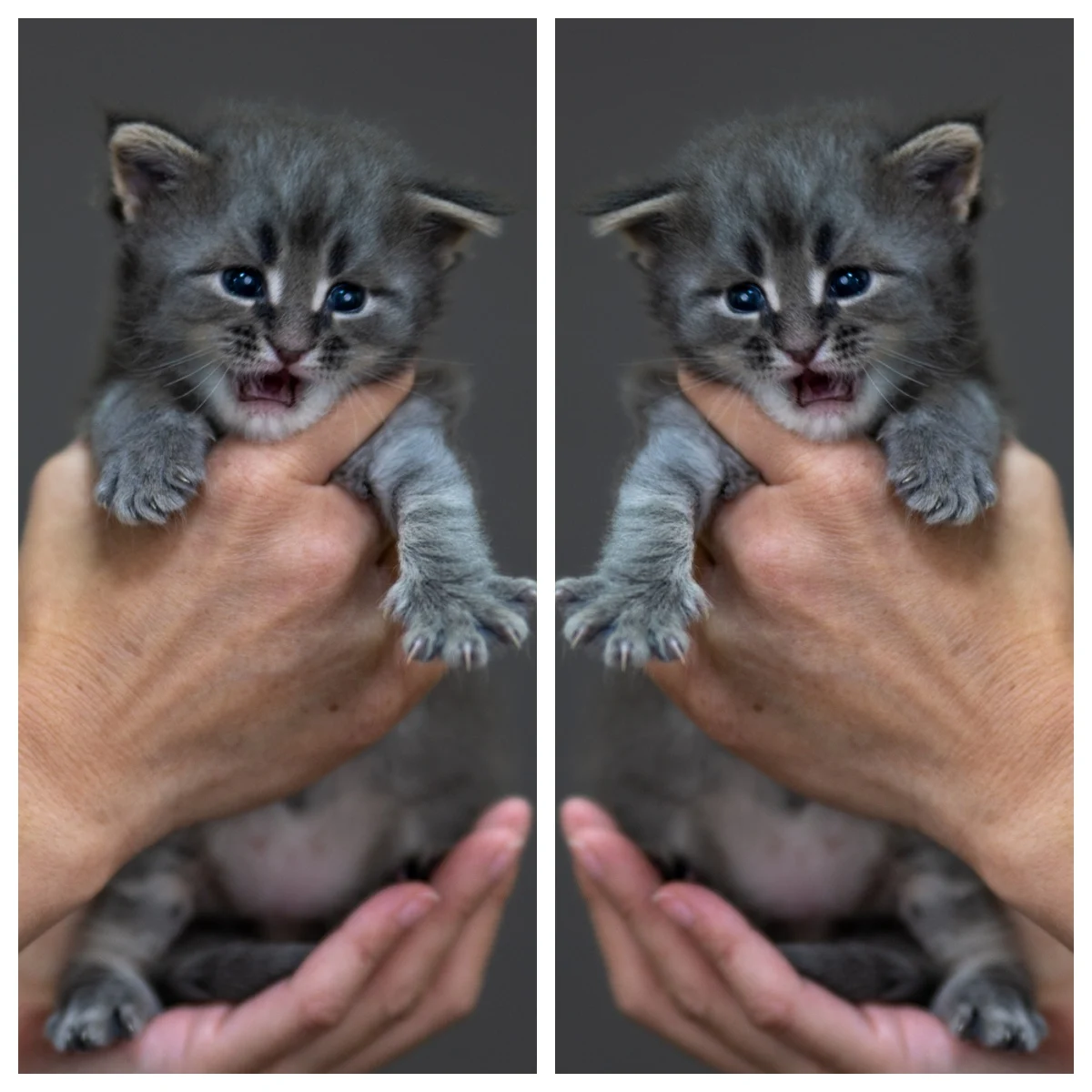 藍銀虎斑緬因貓