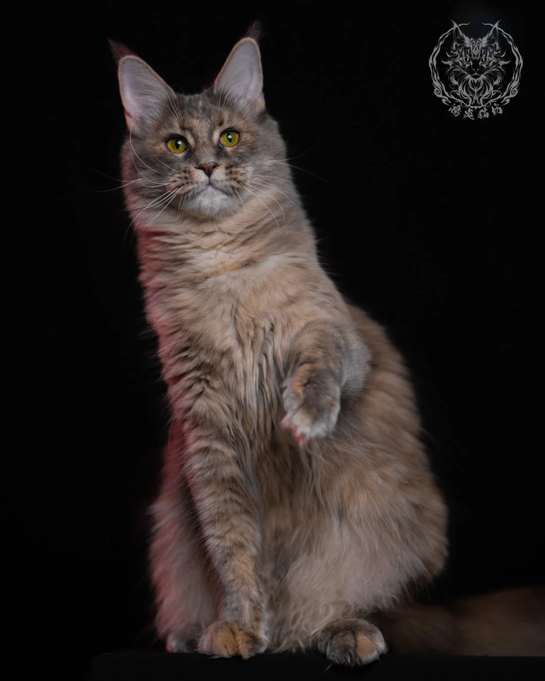 藍乳煙玳帽緬因貓 11 個月舉爪姿勢，煙燻與乳色層次在胸腹部蓬鬆毛量中顯得柔軟且具立體感，是典型玳帽緬因貓的示範照片。