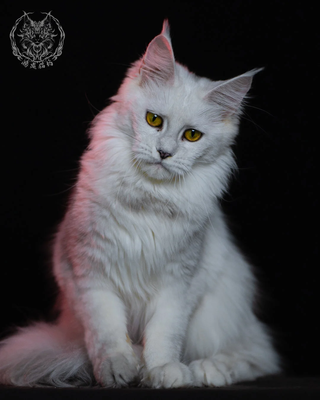 黑銀陰影緬因貓 Black Silver Shaded Maine Coon 1year 9