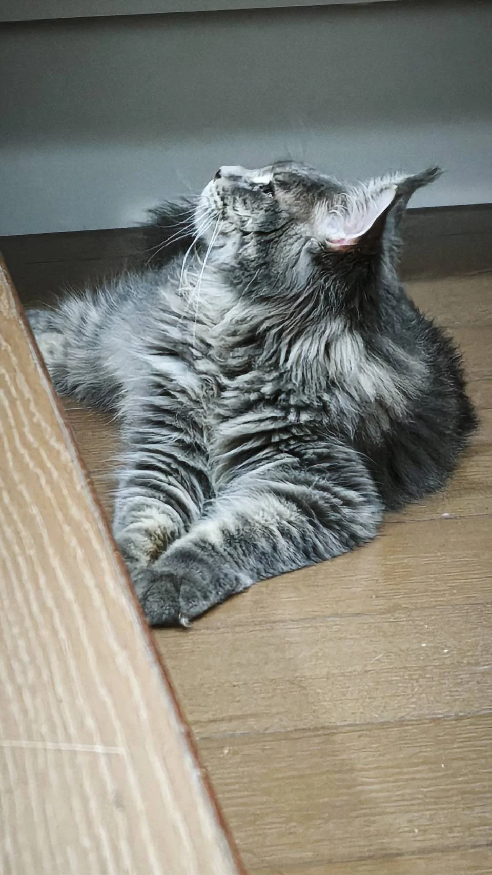 藍虎斑緬因貓巧虎側面輪廓，毛量自然蓬鬆，姿態放鬆。