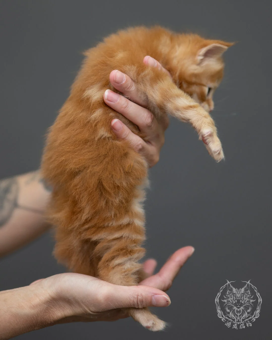 紅虎斑 Red Tabby Maine Coon 4weeks 10