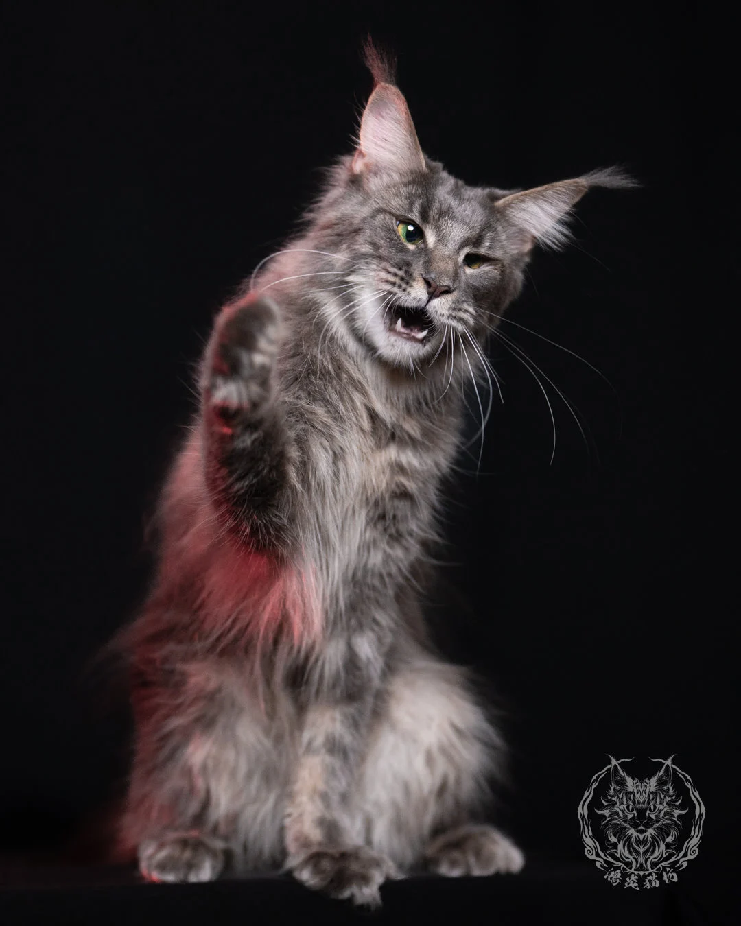 Blue Tabby Maine Coon 11months Cattery Taichung 7