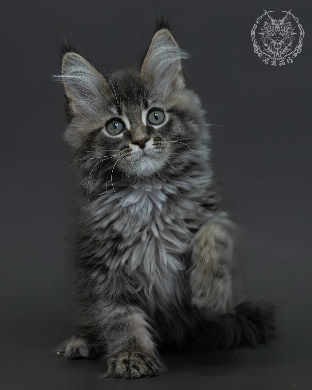 藍銀虎斑緬因貓 9