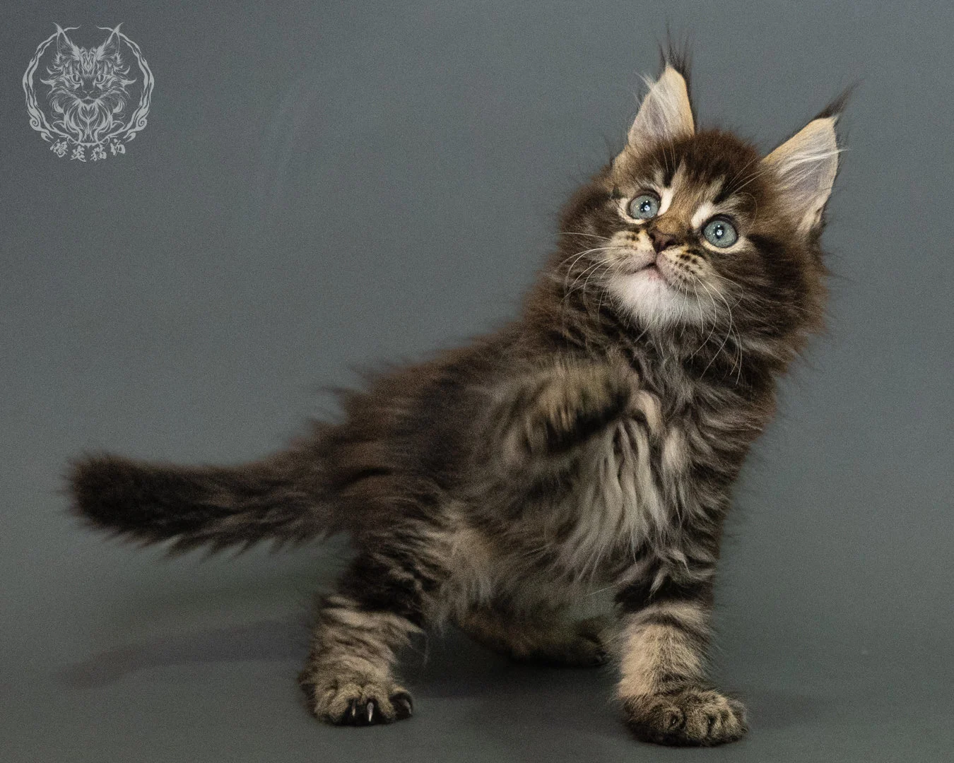 棕虎斑 Brown Tabby Maine Coon 2months 16