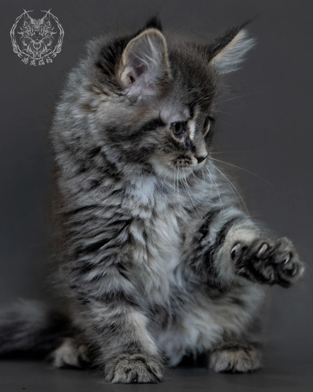 藍銀虎斑 Blue Silver Tabby Maine Coon 2months 5