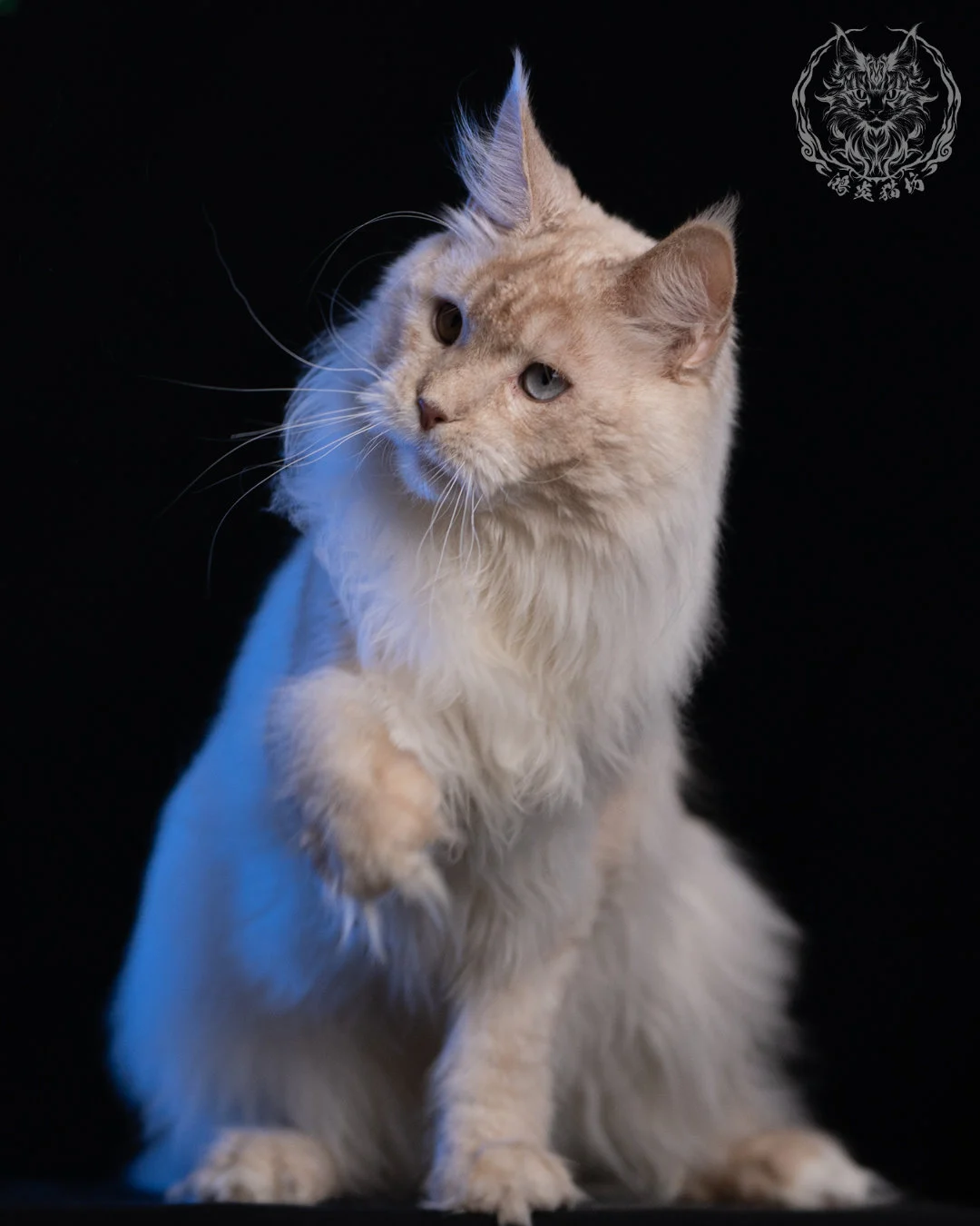乳高煙緬因貓 Cream High Smoke Maine Coon 9months 6