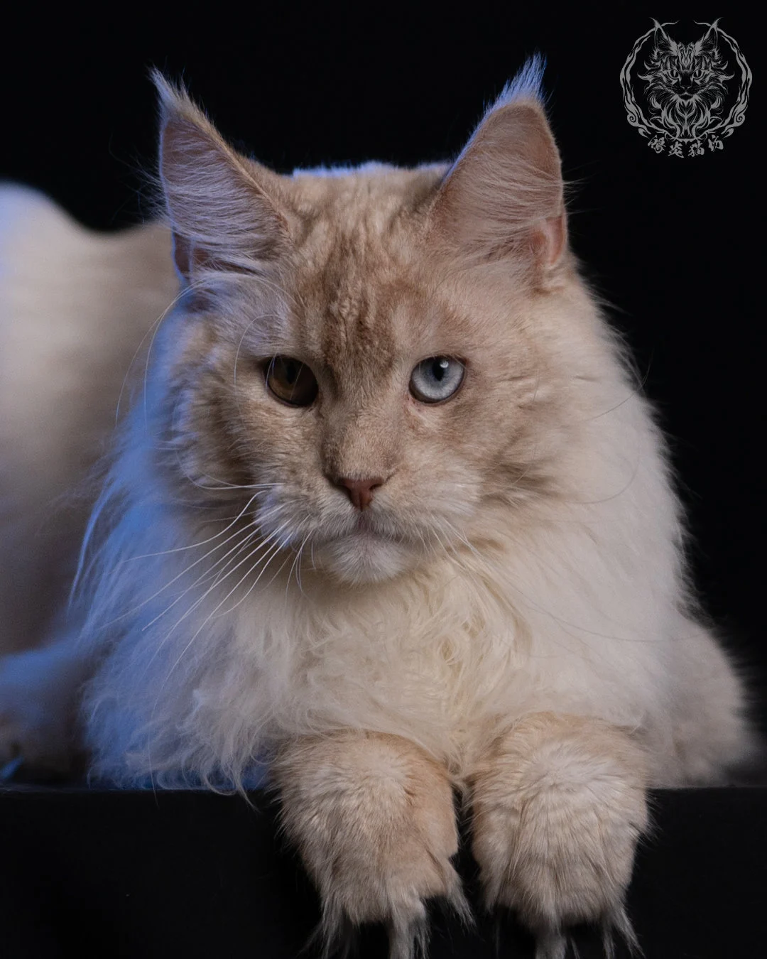 乳高煙緬因貓 Cream High Smoke Maine Coon 9months 11