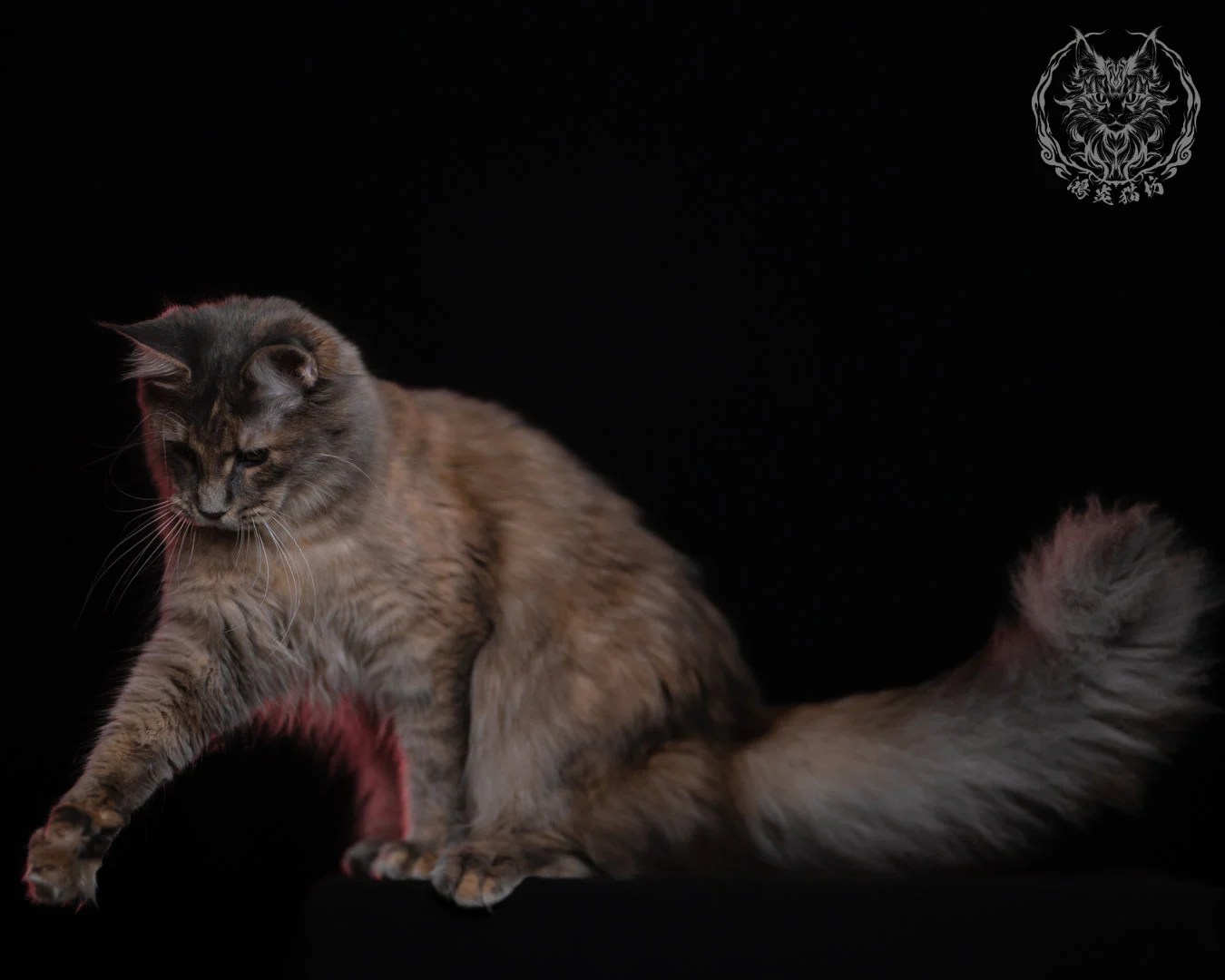 藍乳煙玳帽緬因貓 11 個月的側身互動照，前爪自然下伸，蓬鬆尾巴與柔和煙燻毛色在黑色背景中更顯立體，是成貓典型的優雅姿態。