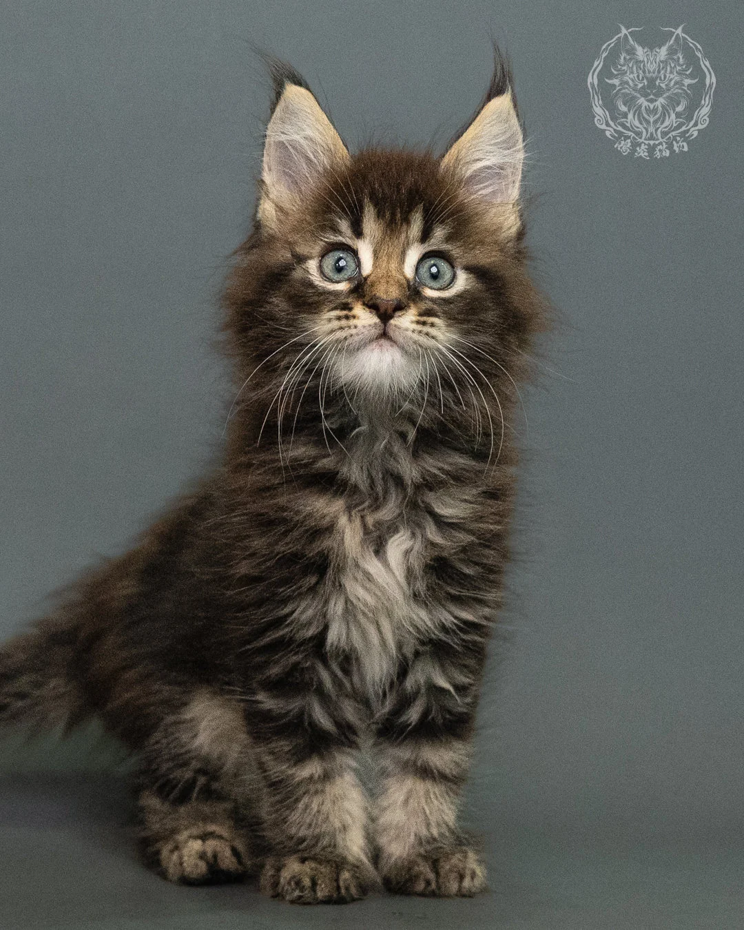 棕虎斑 Brown Tabby Maine Coon 2months 2
