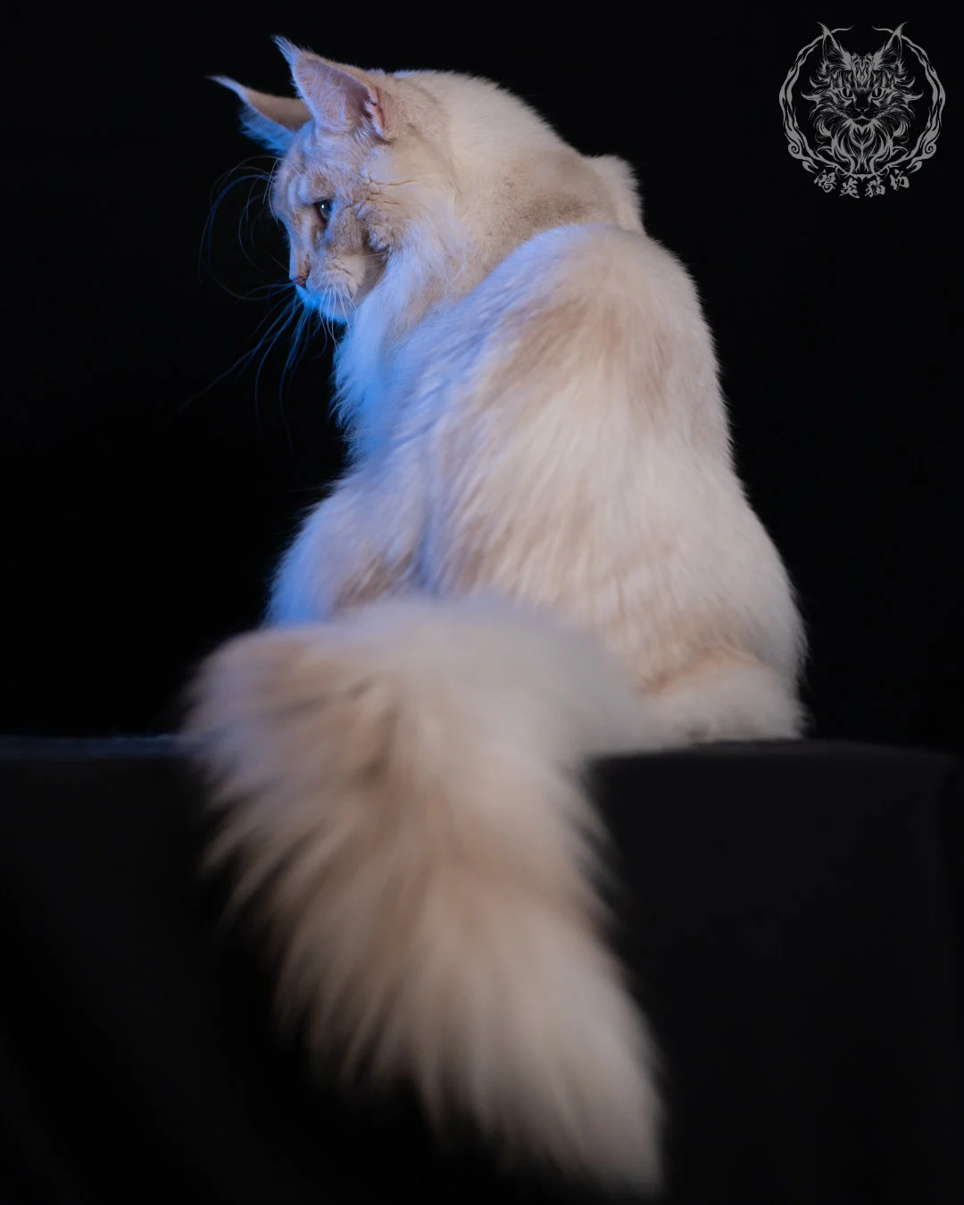 乳高煙緬因貓 Cream High Smoke Maine Coon 9months 24
