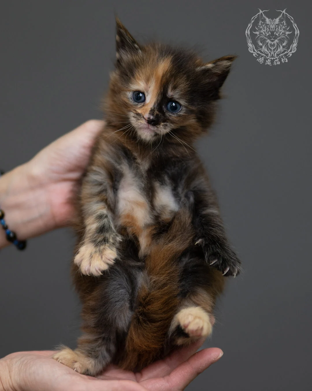 玳帽 Tortoiseshell Maine Coon 4weeks 3