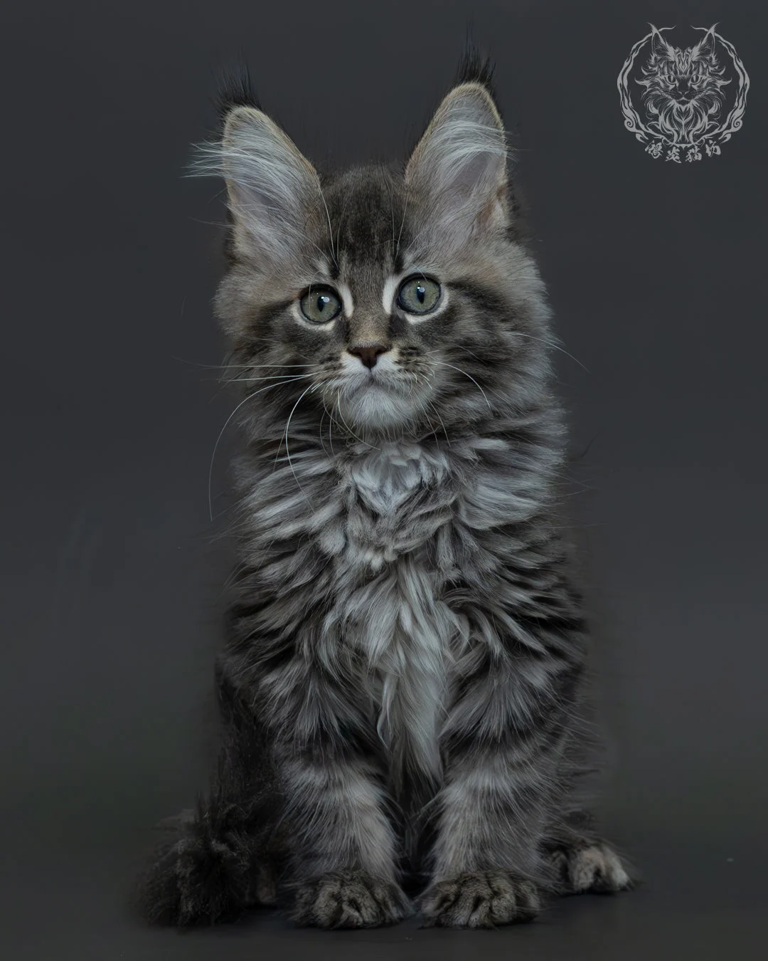 藍銀虎斑緬因貓 12